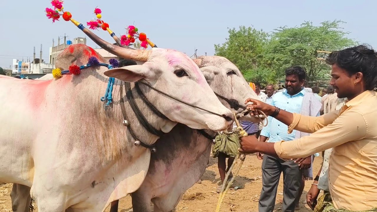 Super size Khilari bull's price | Yemmiganur Market letest Oxe's price video's 2026