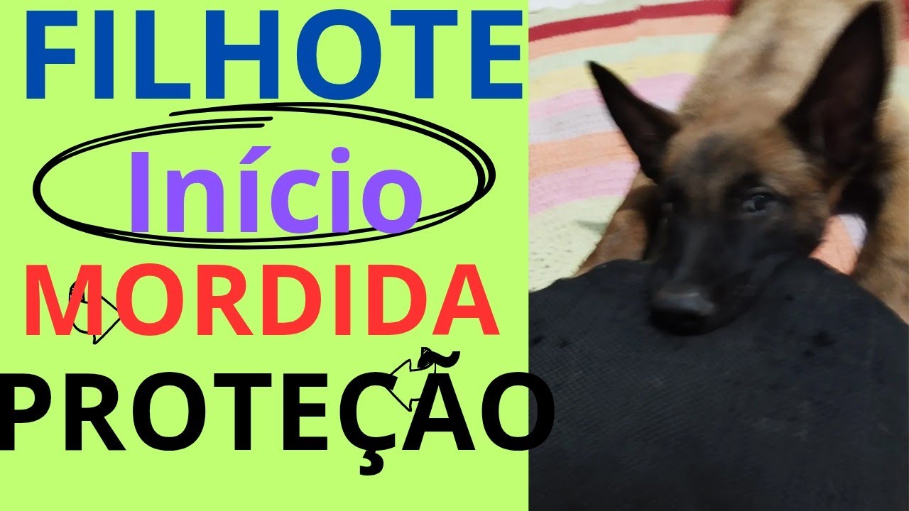 Início do treino de mordida com um filhote de Malinois.