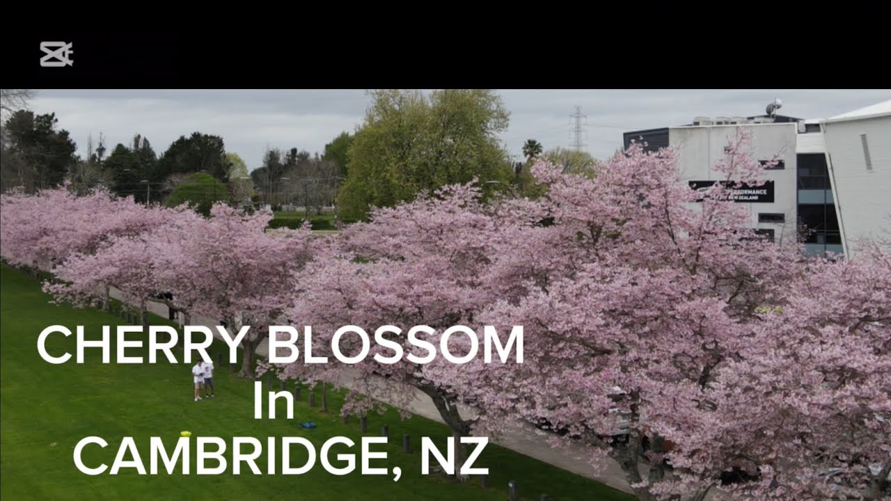 “Best Places to see Cherry Blossoms in Cambridge, New Zealand”