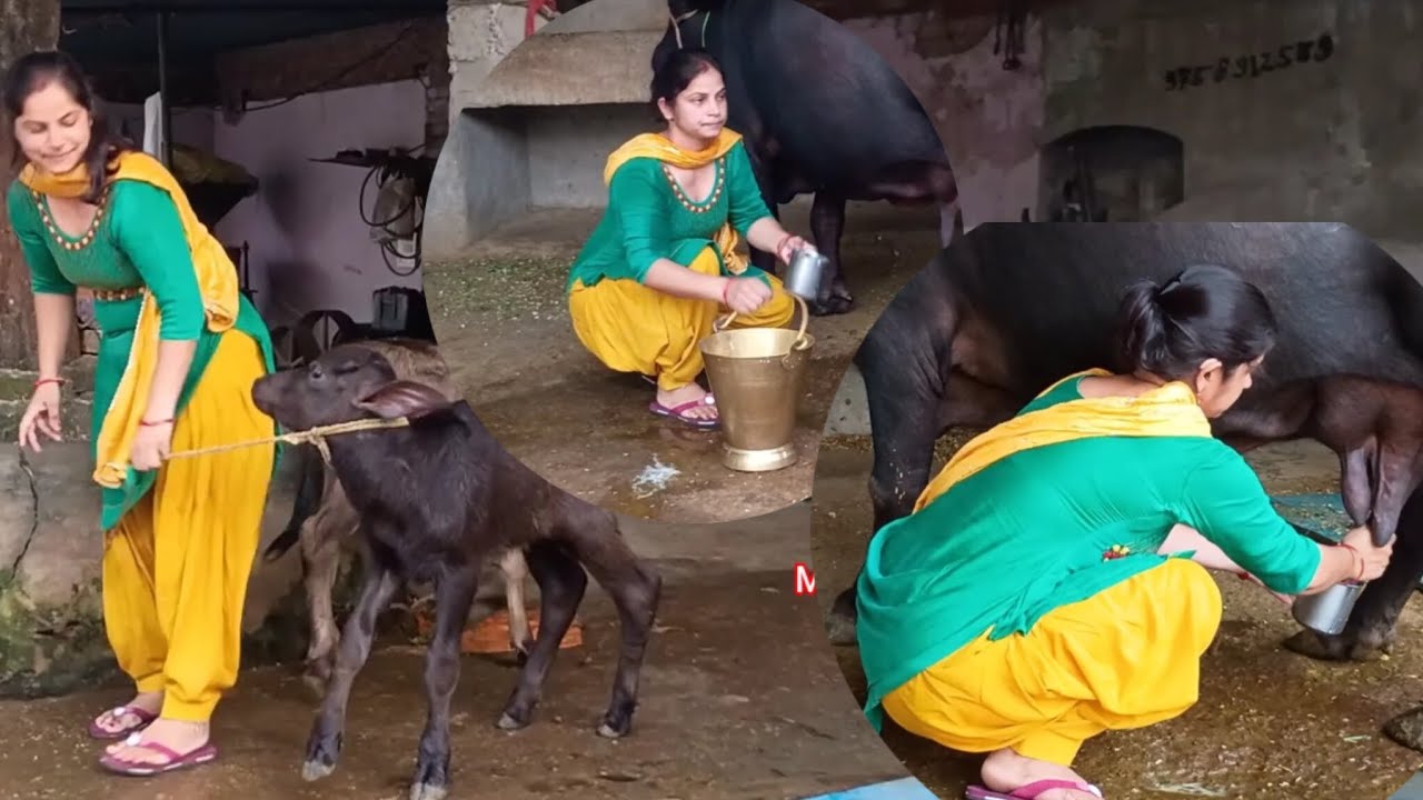 Rajasthan buffalo milking#buffalo milking village girl #cow#buffalo#viralvideo#farmers#village girl 