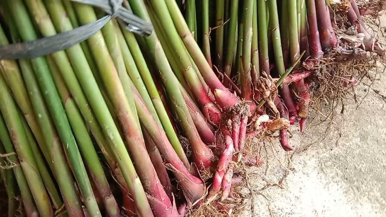 Jual Bibit Kapulaga Merah 082328685999