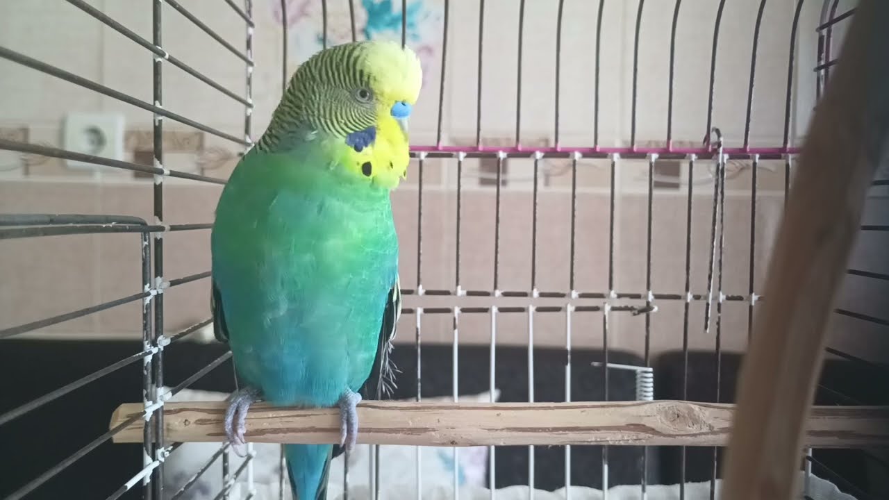 2 SAAT BOYUNCA SİZE AŞIK OLACAK! | Muhabbet Kuşu İçin Çağırma ve Mutluluk Sesi 🐦