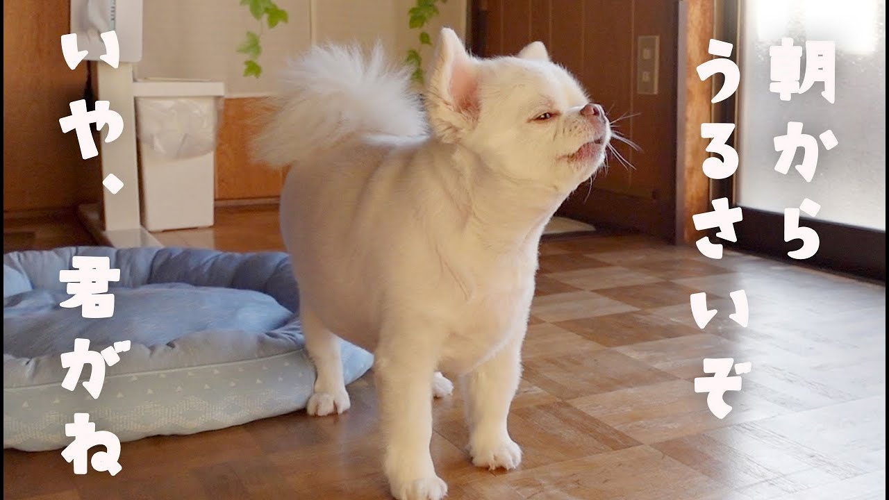 朝から煩いカラスに注意するカ愛犬が一番騒がしい件について