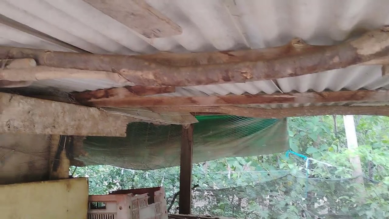 Tratando das criação No @klebermendesCuiabámt 