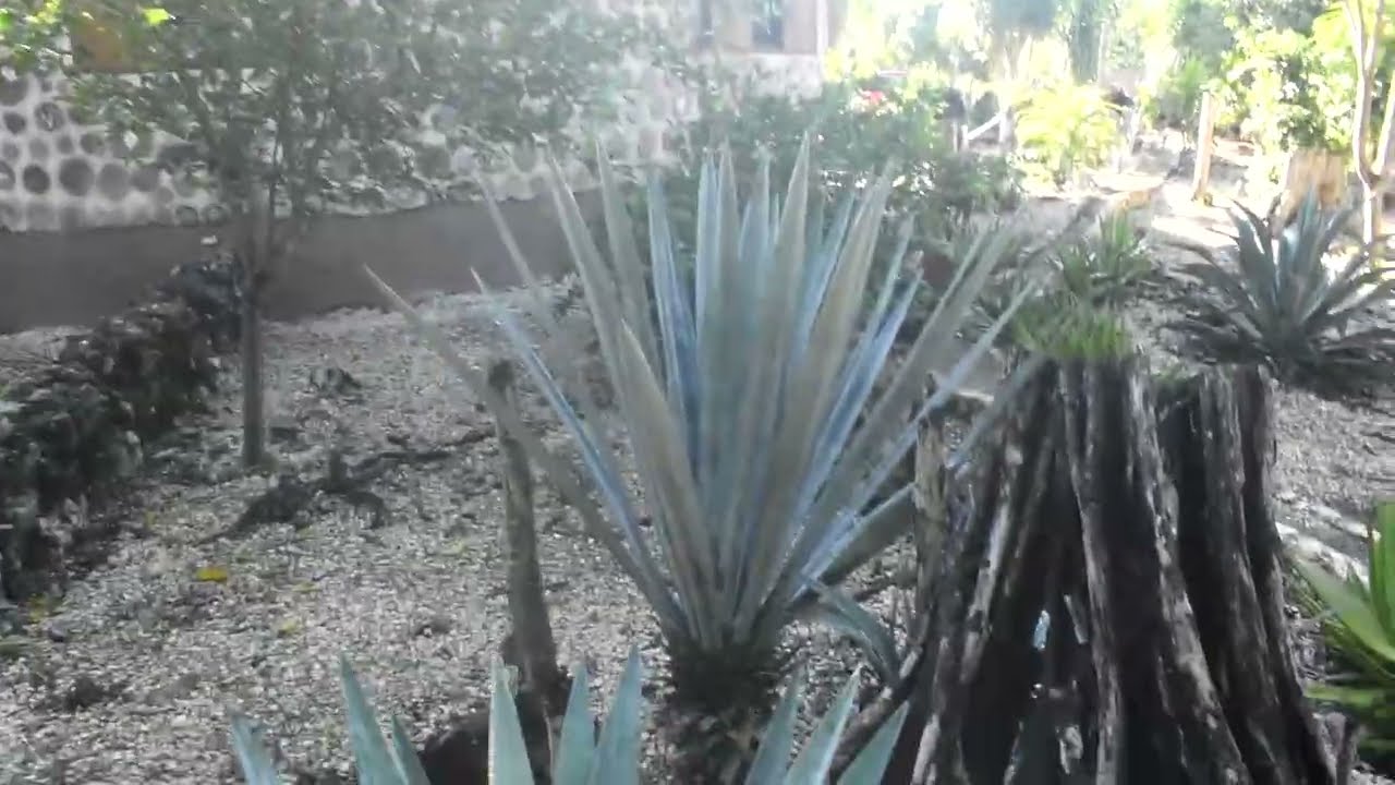 My Jungle Blues 3