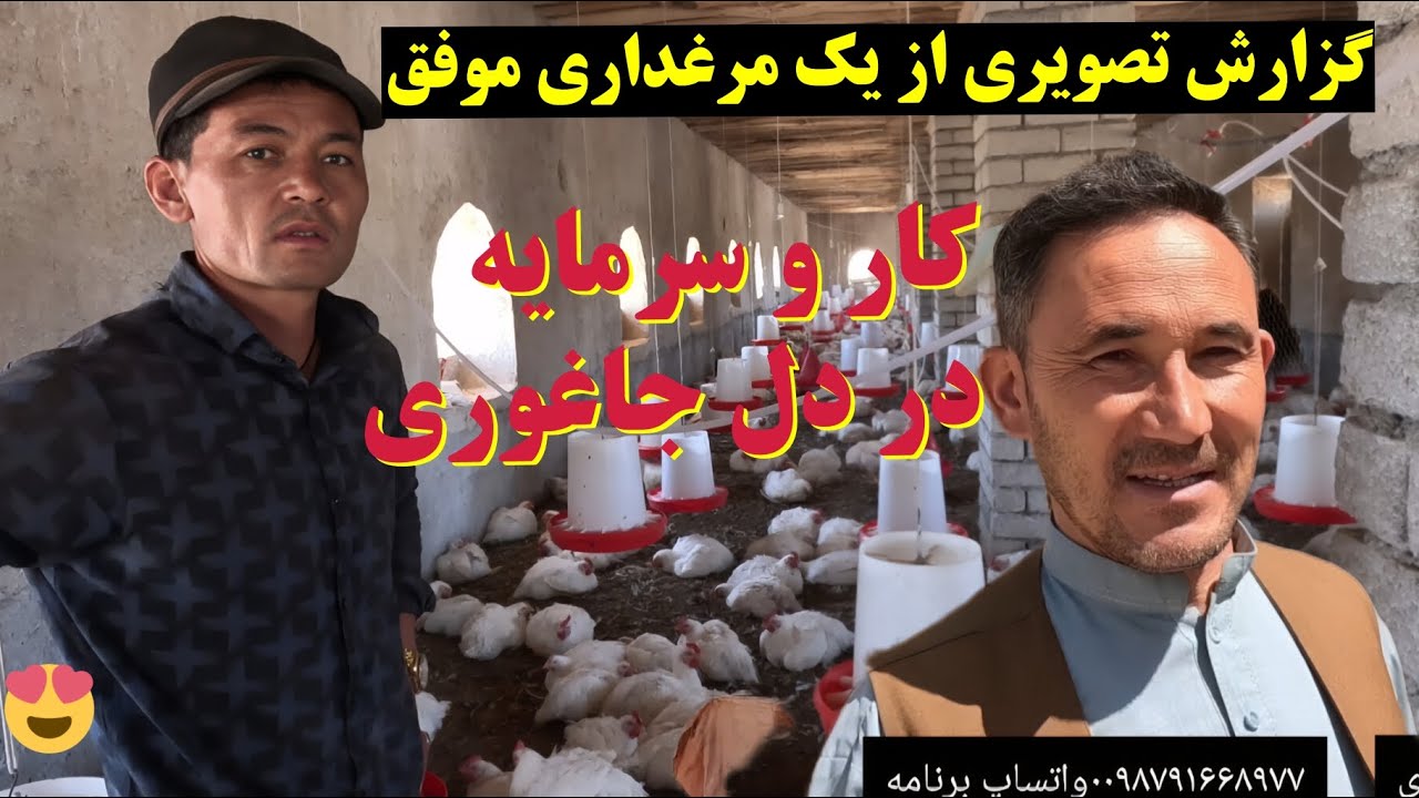 جدید ترین گزارش از یک مرغداری در جاغوری ،کارو زحمت