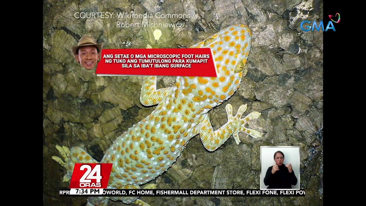 #KuyaKimAnoNa?: Kayang dumikit ng mga tuko sa smooth surface dahil sa... | 24 Oras