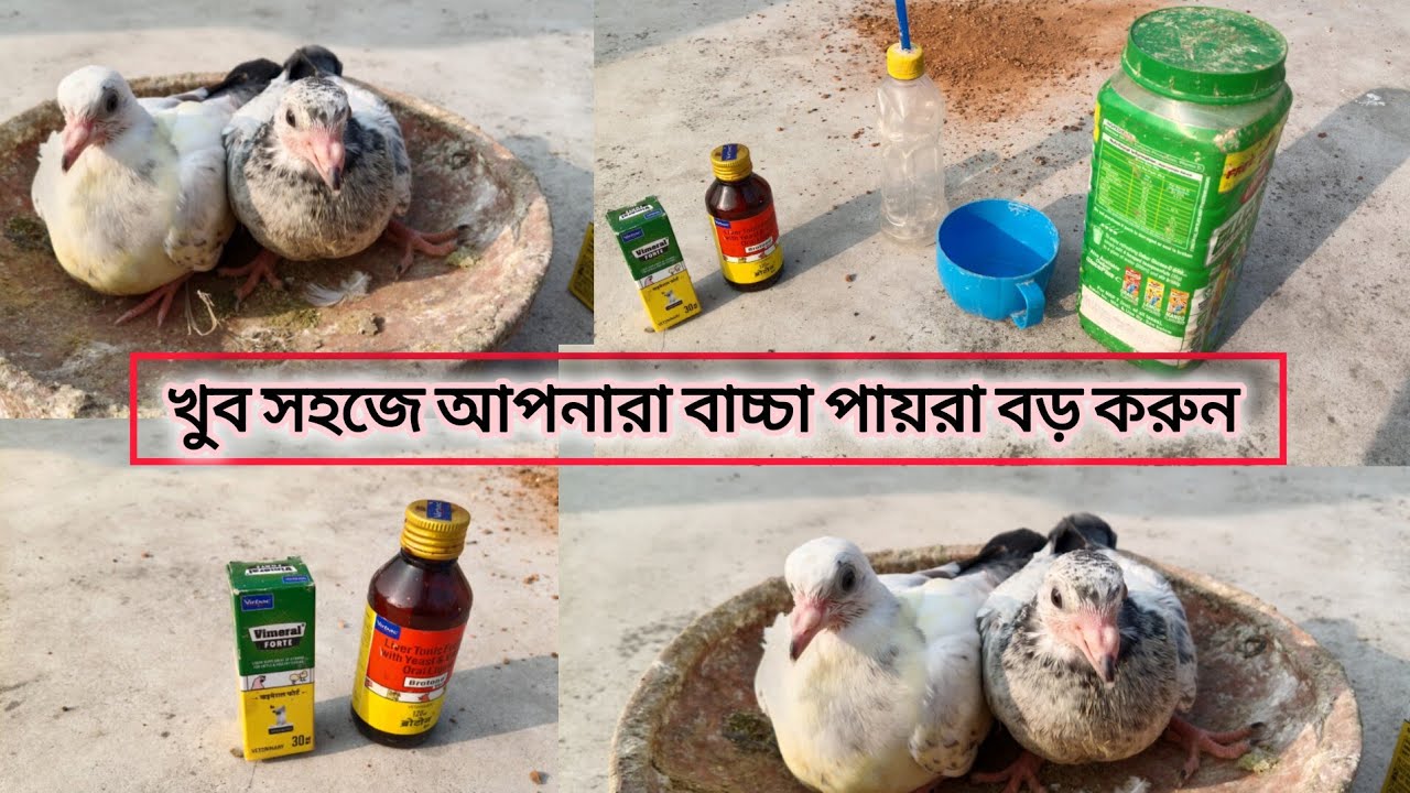 অল্প সময়ে পায়রার বাচ্চা বড় করা#পিজন্স#কবুতর