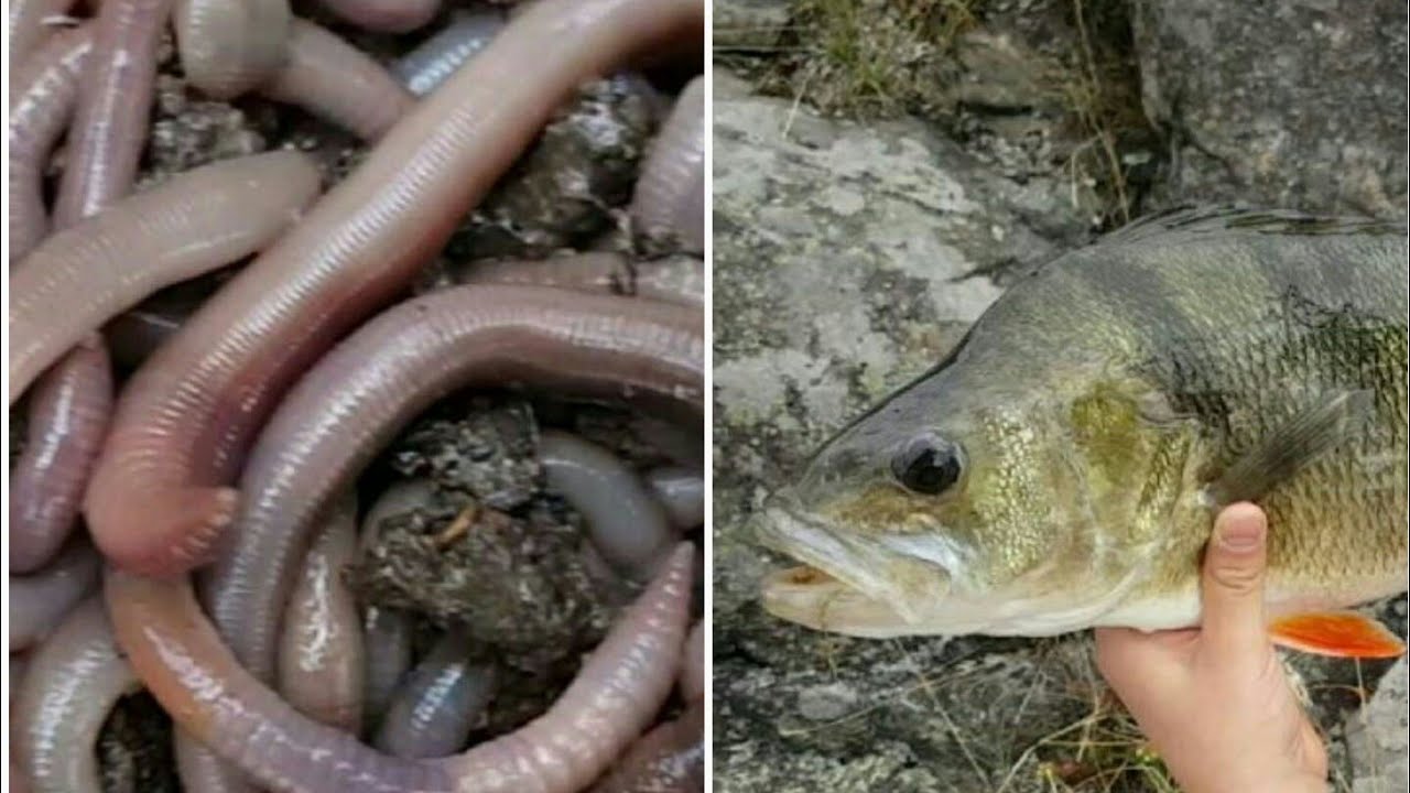 افضل طريقة لتركيب الدود في السنارة