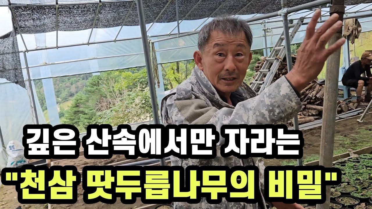 “멸종위기 약초, 땃두릅나무의 모든 것!