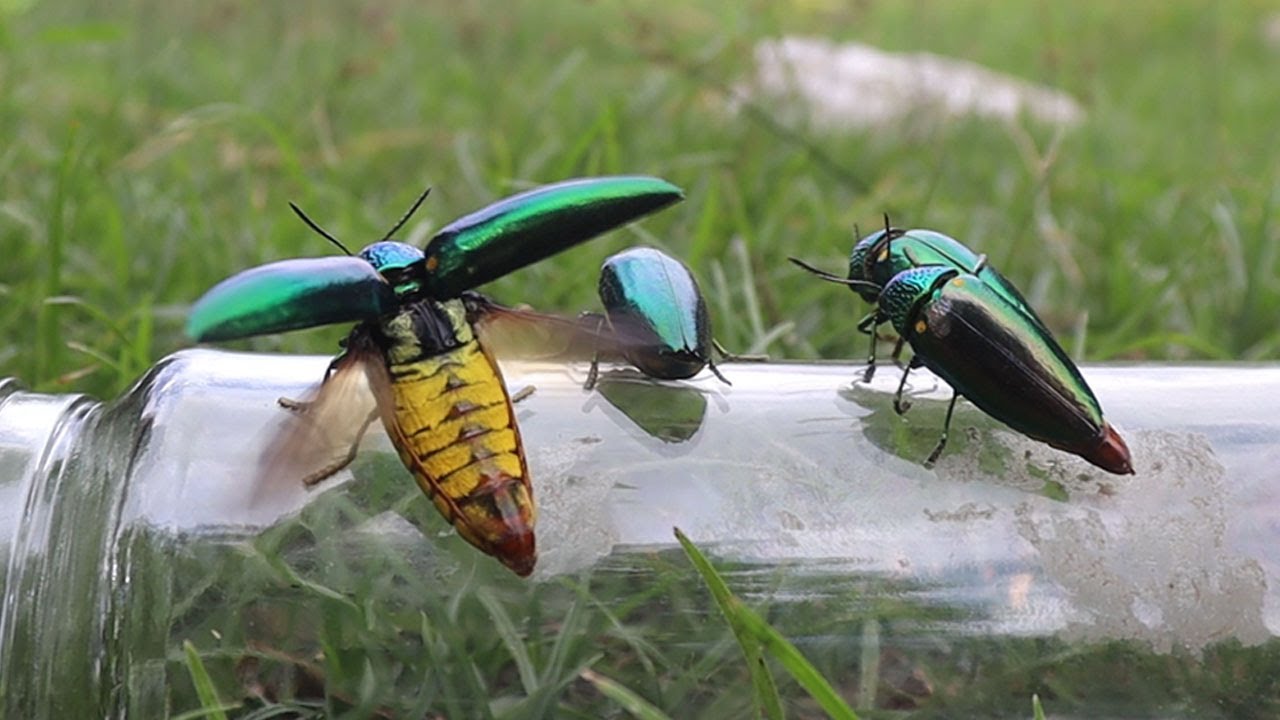 Hutting many jewel beetle and see them fly look so beautiful