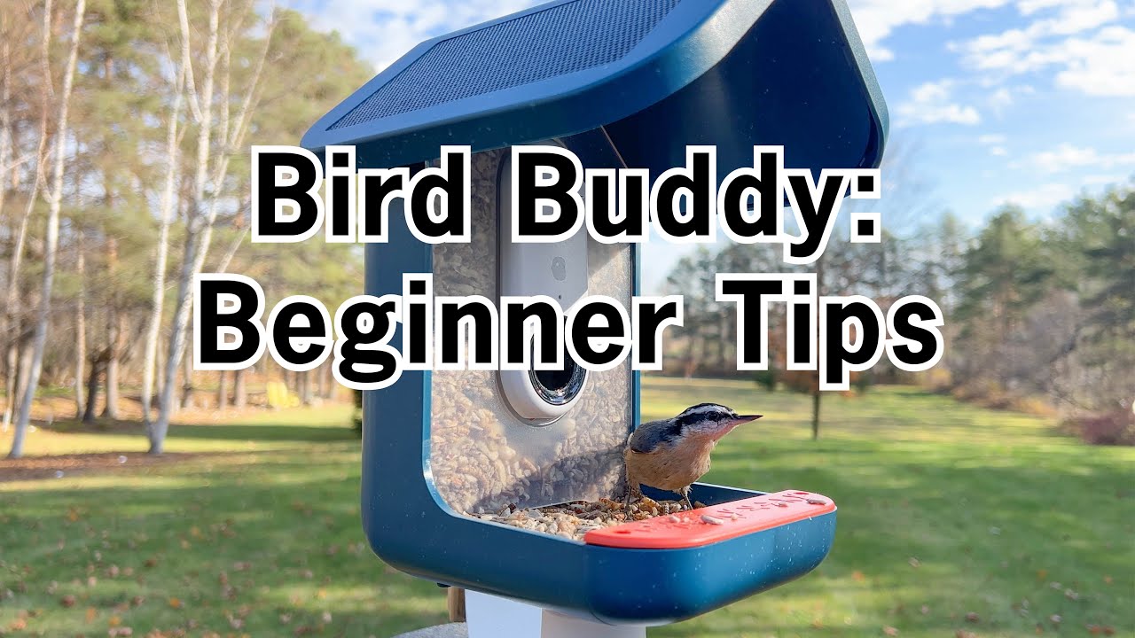 Bird Buddy Smart Bird Feeder: Day 3 Update