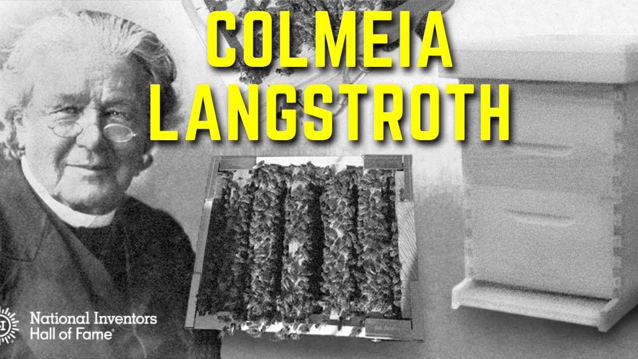 APICULTURA - Colmeia LANGSTROTH história COMPLETA | Apislogia
