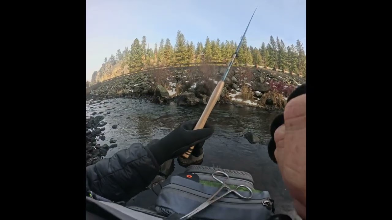 Oregon rainbow Tenkara frenzy