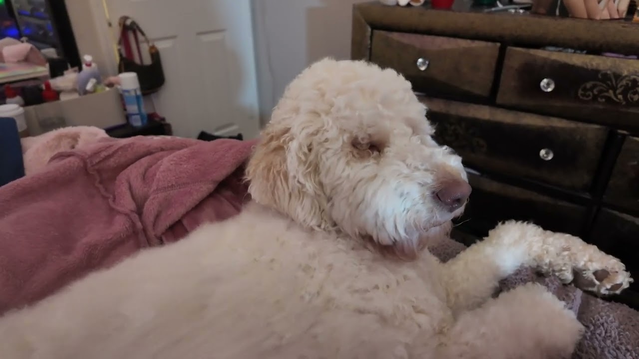 ASMR brushing and petting my doggy 