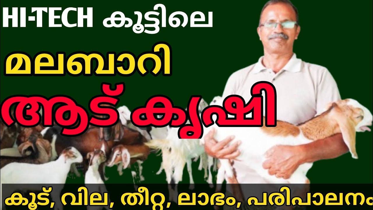 മലബാറി ആടിനോടൊപ്പം ചെമ്മരിയാടിനെയും വളർത്തുന്ന കർഷകൻ | Goat Farming in Kerala Malayalam