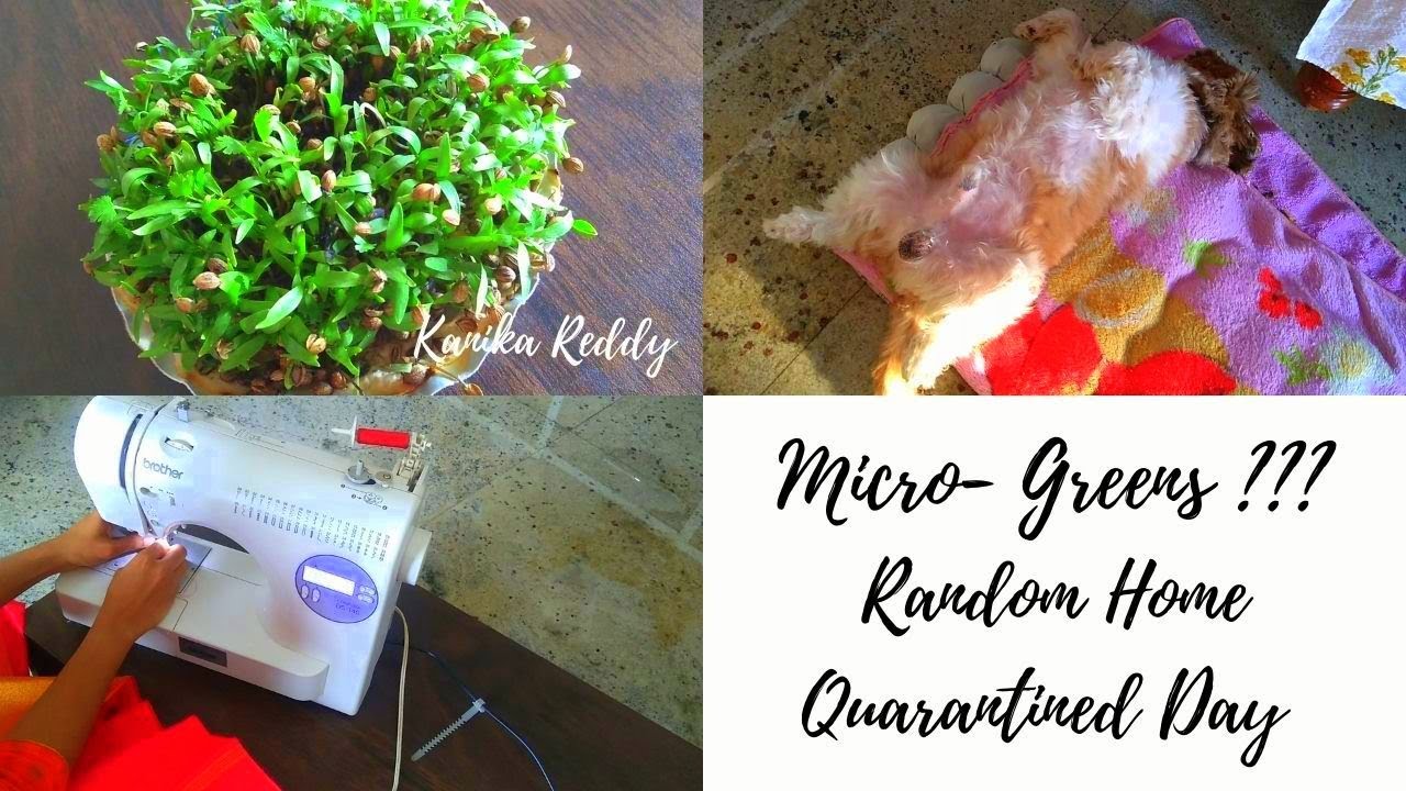Am Growing Micro Greens | Random Day Vlog | Home Quarantined | ನಿಮ್ಮ ಜೊತೆ ಸ್ವಲ್ಪ Chit-Chat #DIML
