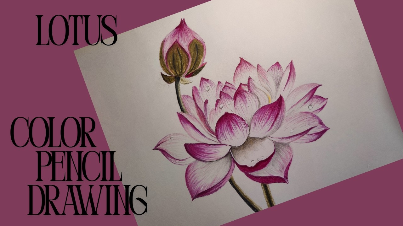 How To Draw A Lotus  flower With Color Pencils