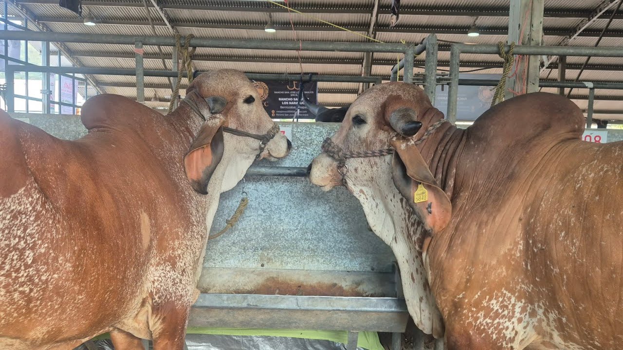 En vivo.. 9.. Gyr.. Sardo Negro.. Brahmán...