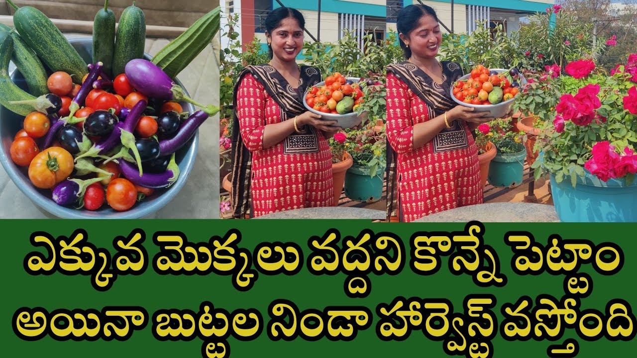 గార్డెన్ మొత్తం తీసేసినా హార్వెస్ట్ మాత్రం తగ్గలేదు || చిన్న మునగ చెట్టుకి 36 కాయలు 