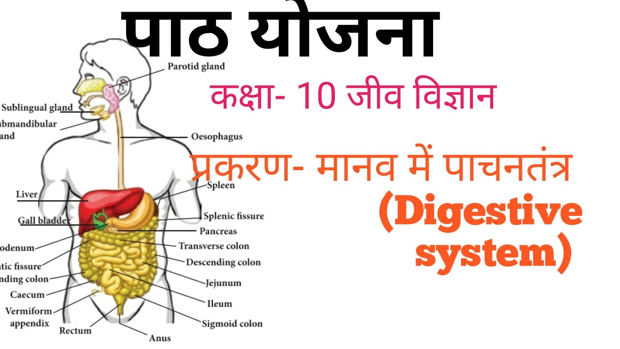 Science Lesson plan Human Digestive system ||(पाठ योजना- पाचन तंत्र ) कक्षा-10||Biology lessonplan