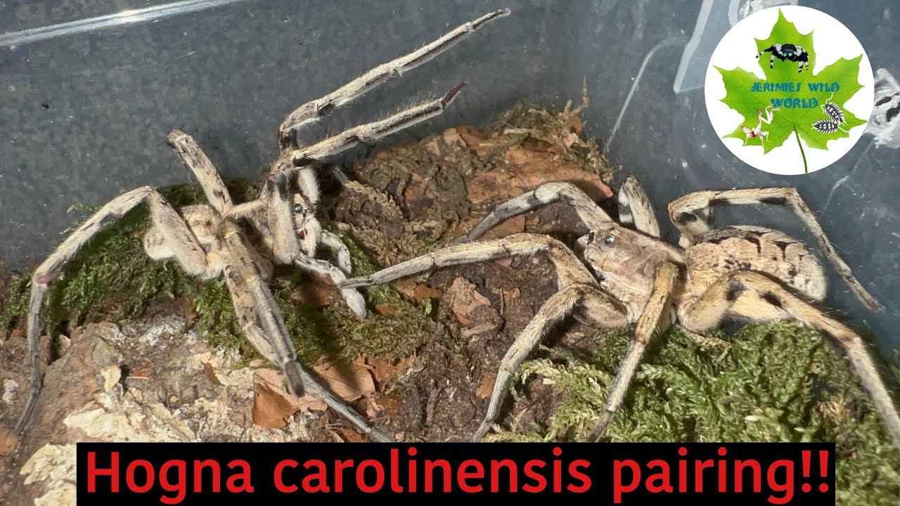 Giant Wolf Spider pairing! Hogna carolinensis