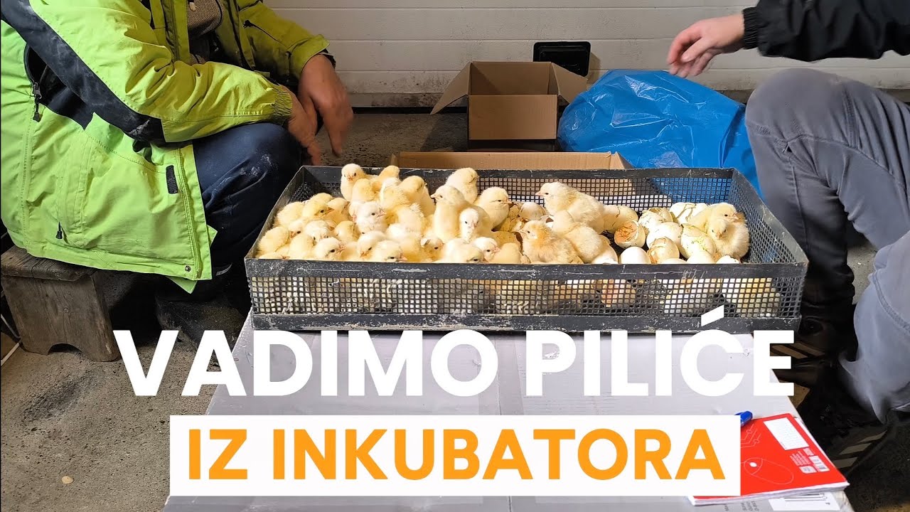 Vadimo 750 Pilića iz inkubatora #chicken #hatching #farming #viralvideo
