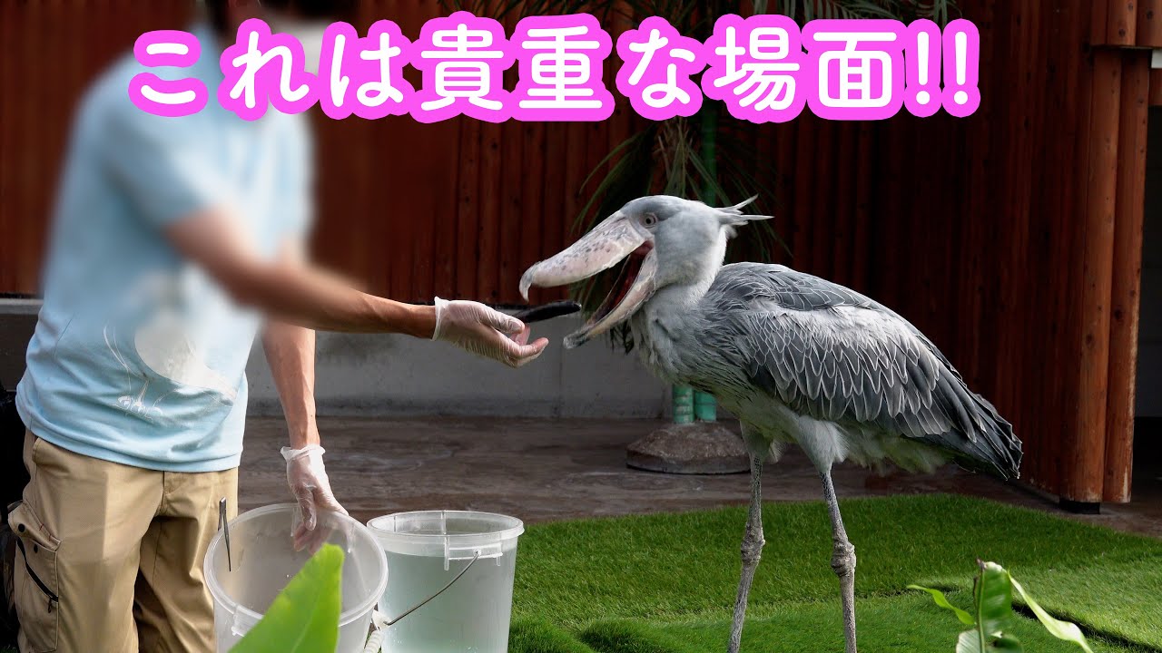 大好きな飼育員さんにごはんをもらう♡ハシビロコウふたばちゃん!【夏のふたば2024-12】Futaba,the Shoebill   Summer 2024-12 掛川花鳥園