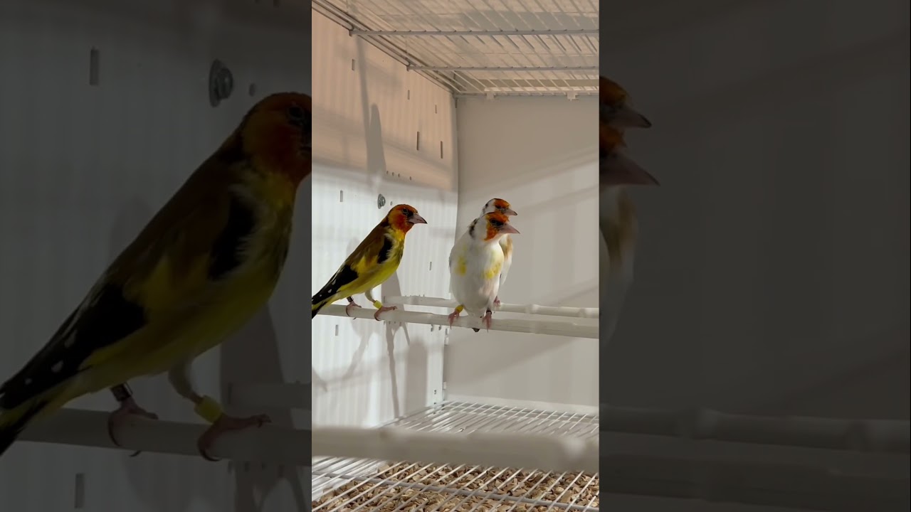 Major Goldfinch | Siberian Goldfinches | Mutations | Birds #goldfinches #carduelis #chardonneret