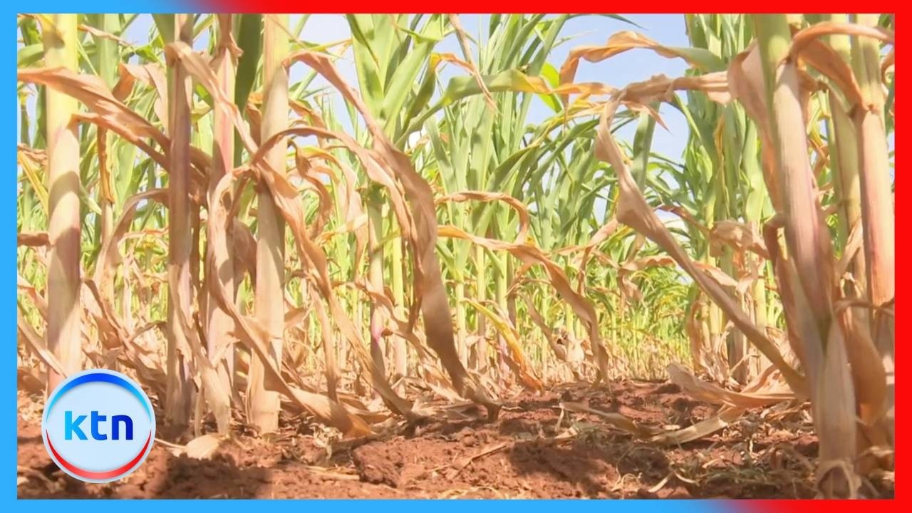 Drought threatens maize harvest as North Rift farmers face huge losses