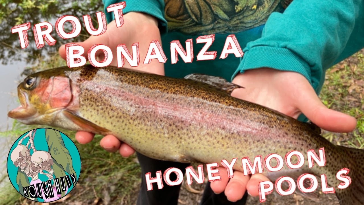 TROUT FISHING on the COLLIE RIVER | ROUGH NUTS at Honeymoon Pools