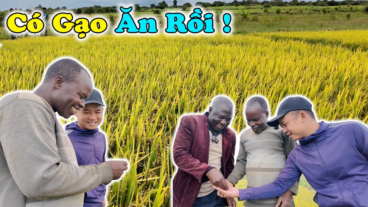 B&aacute;c Trưởng CA Huyện Sung Sướng Khi Nh&igrave;n Thấy Đồng L&uacute;a V&agrave;ng Ươm ! Việt Nam Qu&aacute; Giỏi !!!