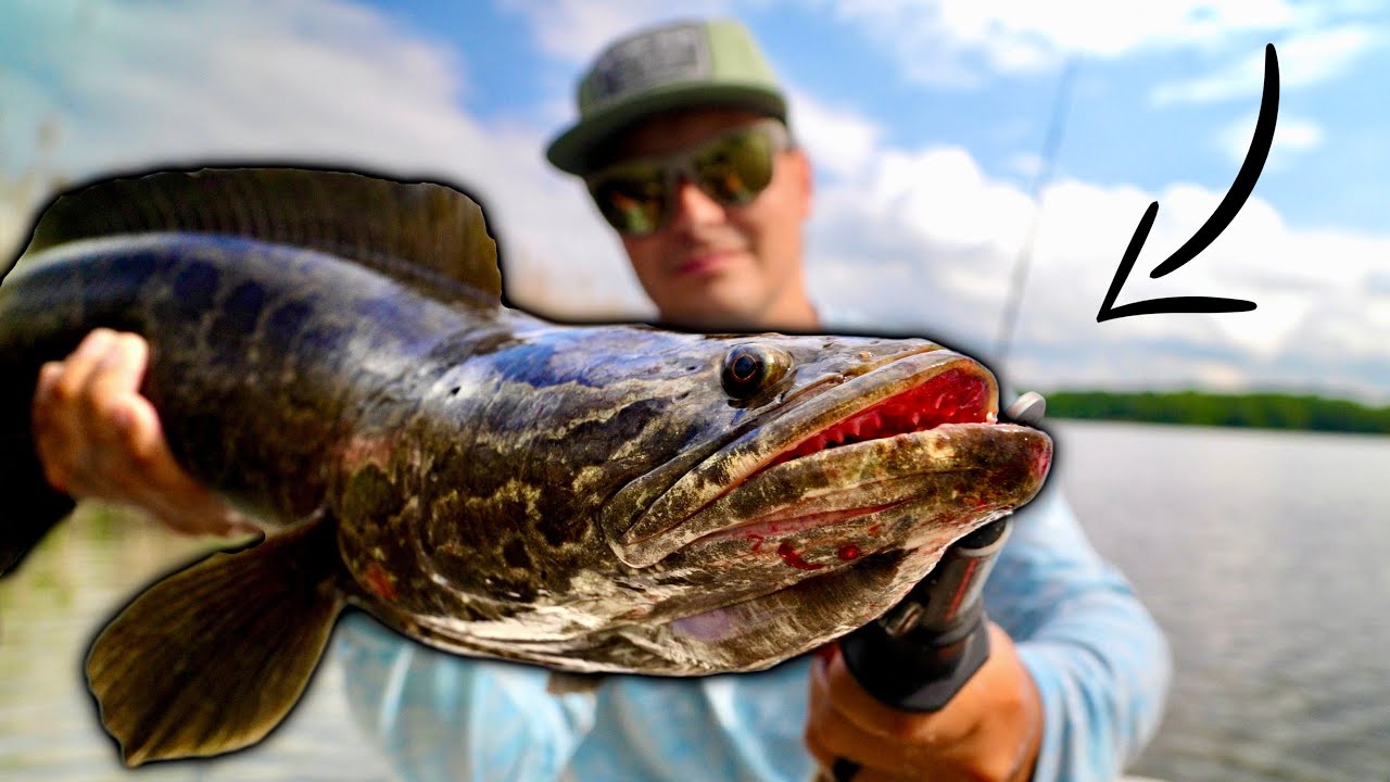 BEASTS OF THE CHESAPEAKE | Northern Snakehead