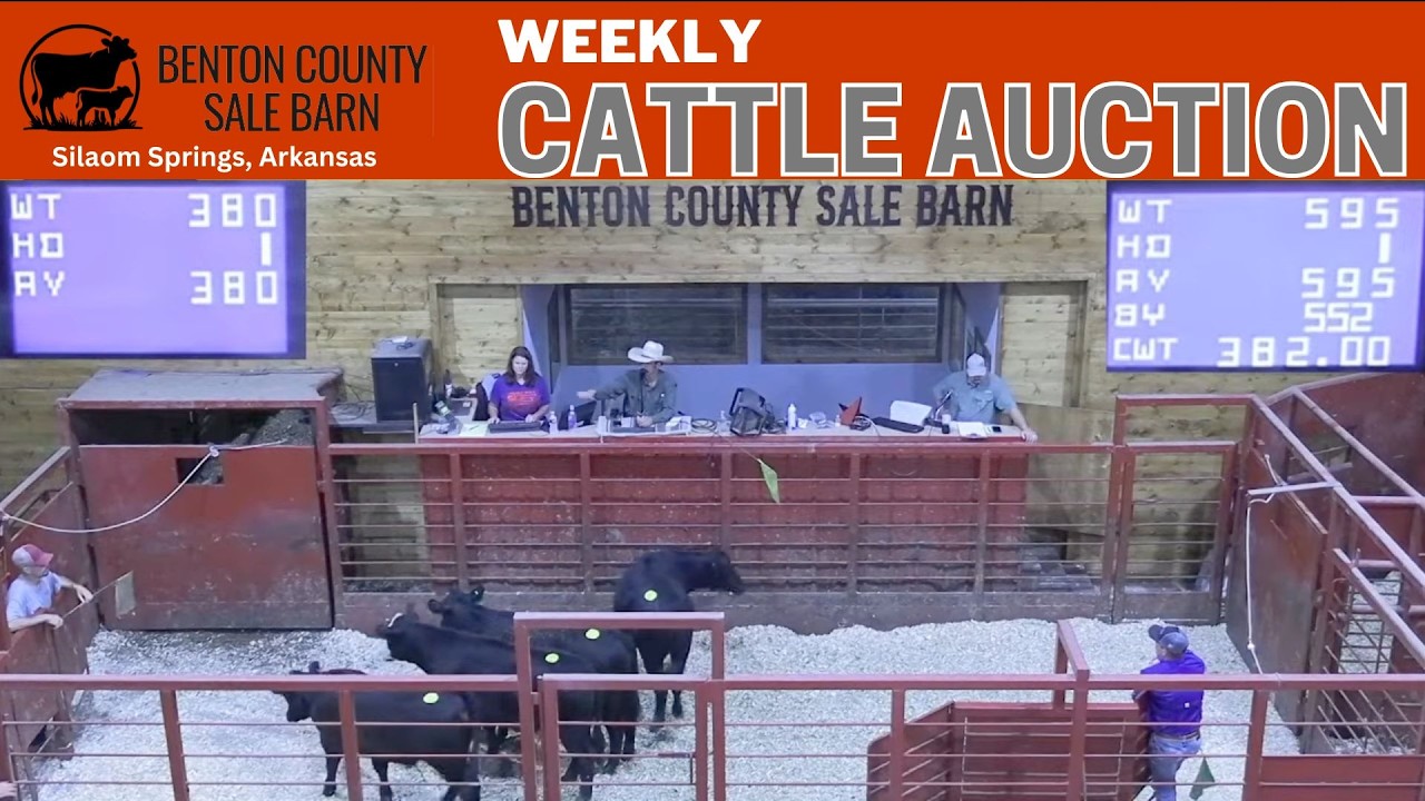 BENTON COUNTY SALE BARN | Weekly All-Class Cattle Auction #ArkansasCattle #AgLive | 7/9/2026