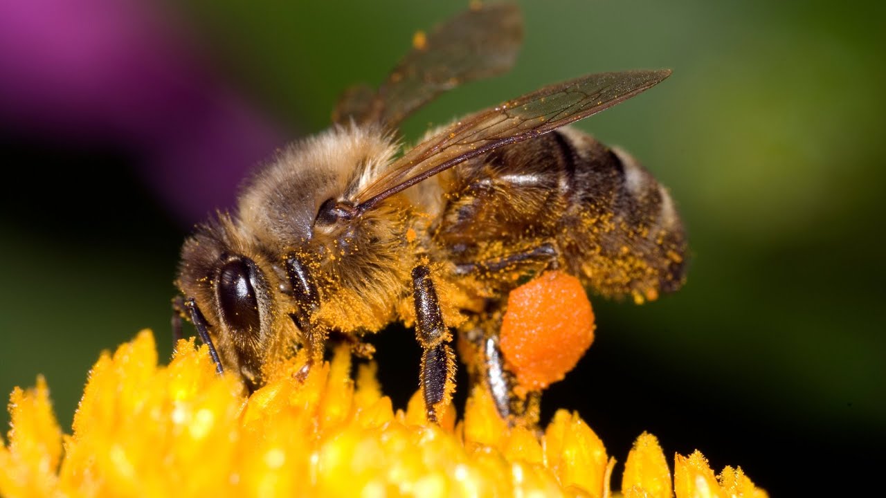 Bee Behavior Misunderstood: The Case for Ethical Beekeeping and Insect Welfare