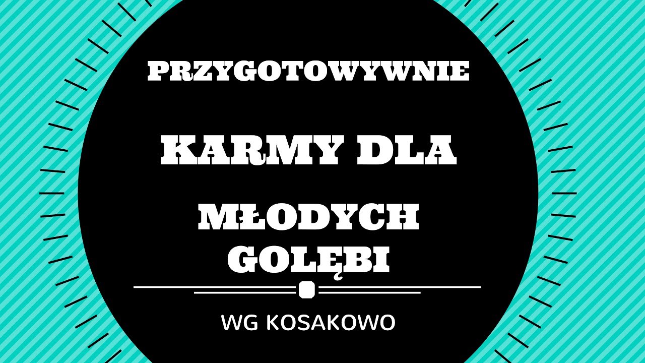 MACIEJ WŁUDZIK WG KOSAKOWO PRZYGOTOWYWANIE KARMY DLA MŁODYCH GOLĘBI