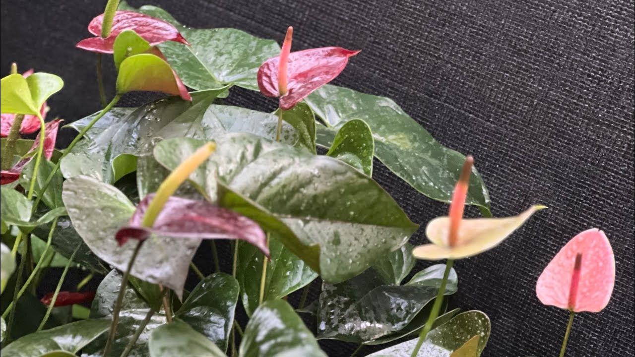 ලස්සනම සීඩ්ස් වර්ග මේ තරම් අඩුවට ගන්න පුළුවන් 0773407293 වට්සැප් ඕඩර් එකම් දාන්න 