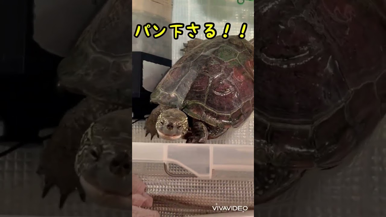 出たー！パン下さる？クサガメしゅうこ🌼さん