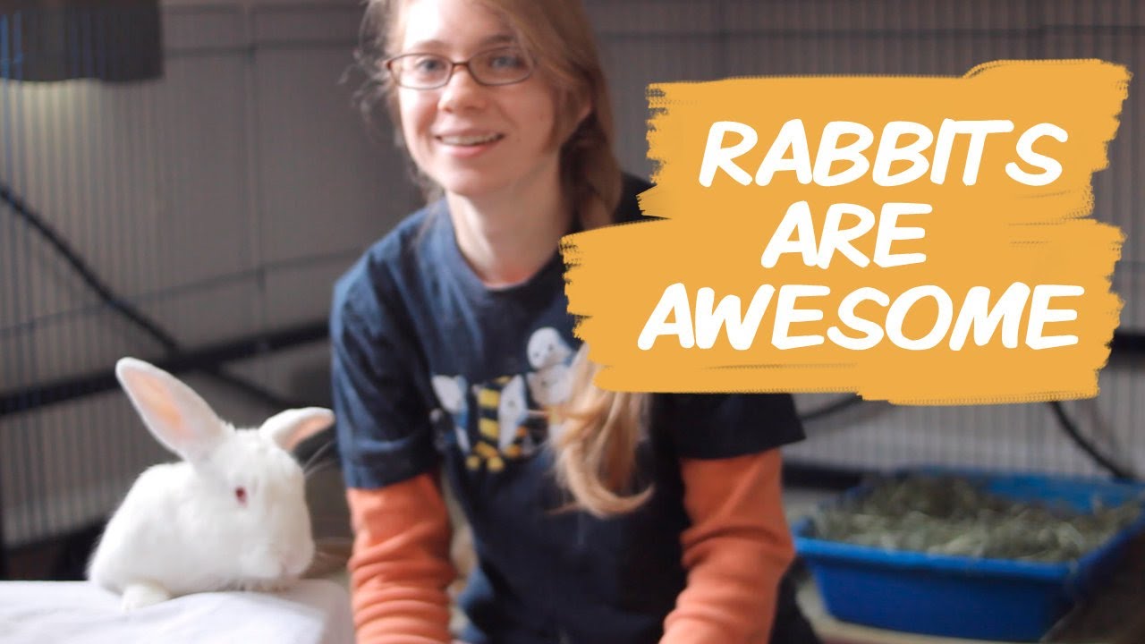 5 Reasons Rabbits are the BEST pets!