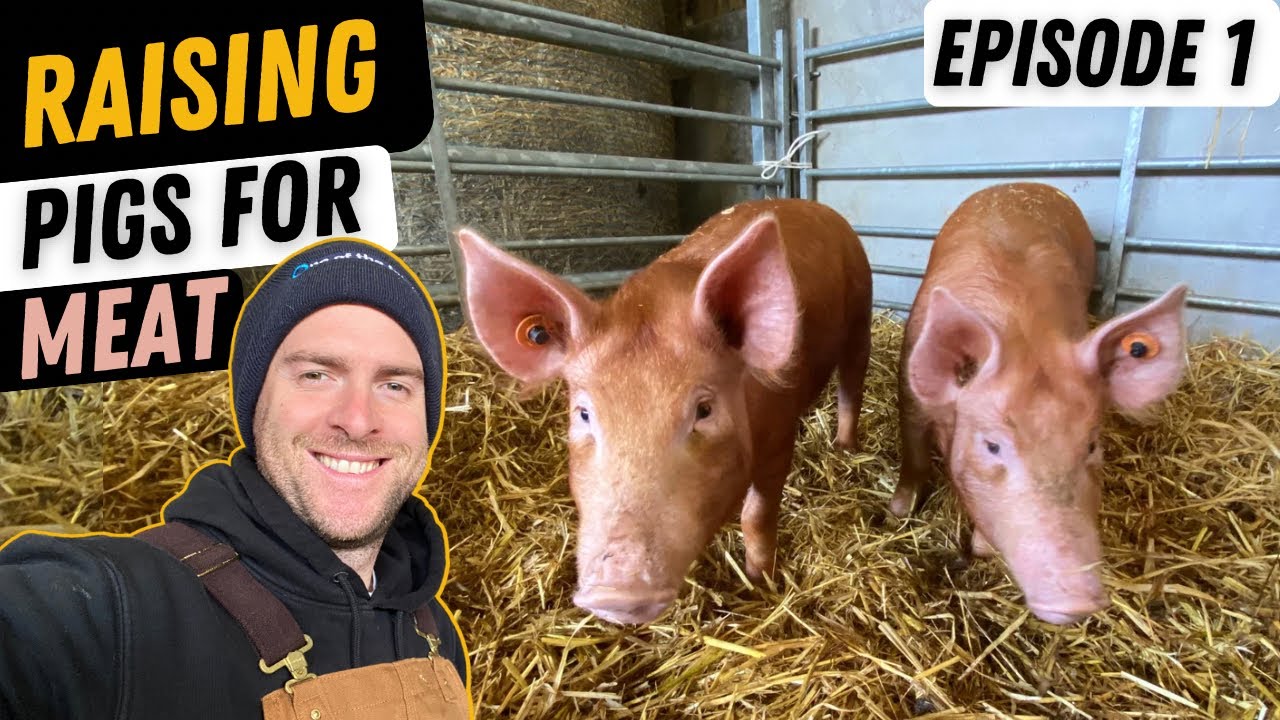 Basics Of Rearing Pigs. Small Scale Pig Farming