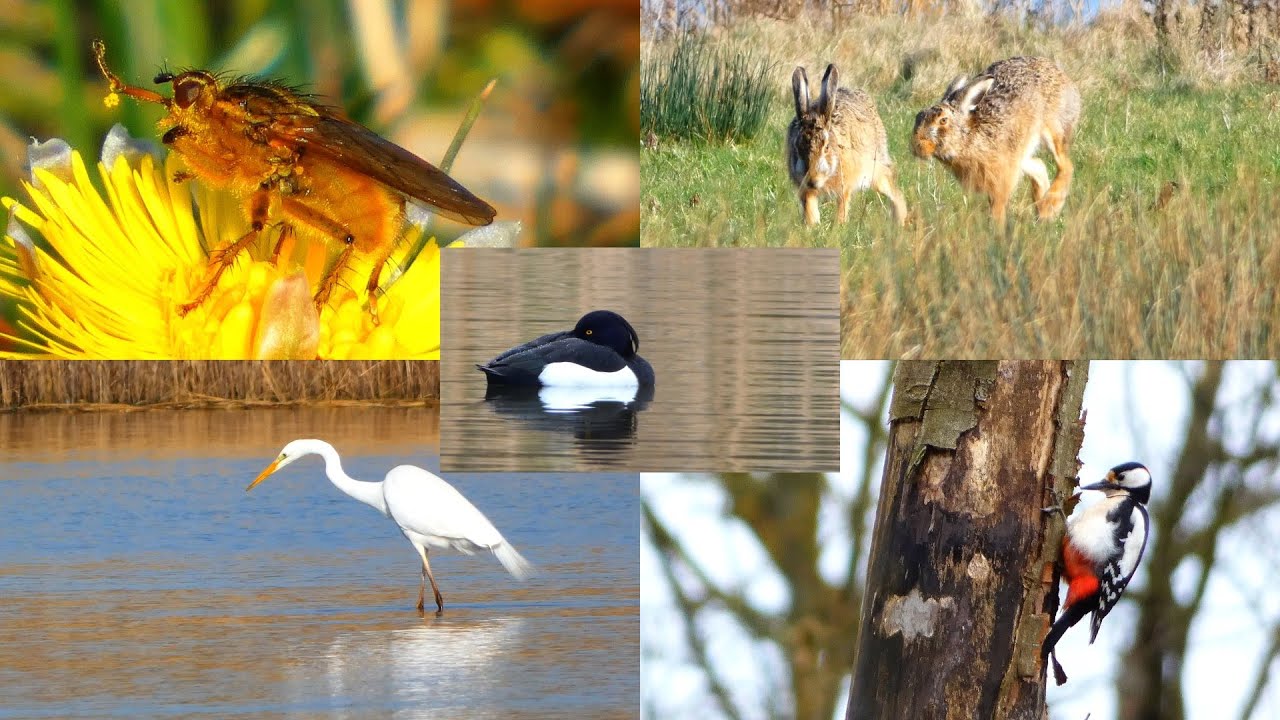 Lentekriebels (Spring fever)