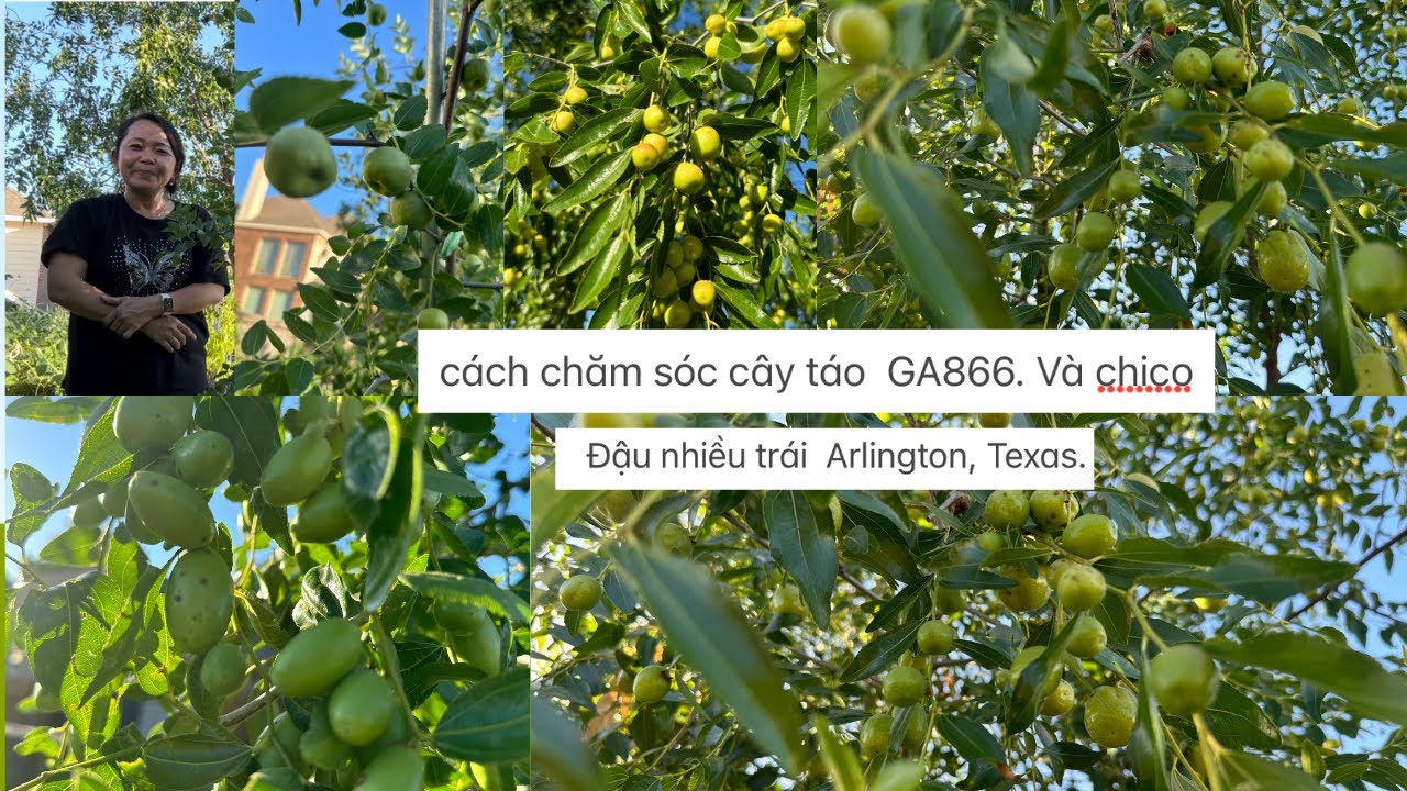 cách chăm sóc cây táo  GA866. Và chico  Đậu nhiều trái. ❤️🥰🌺# 545