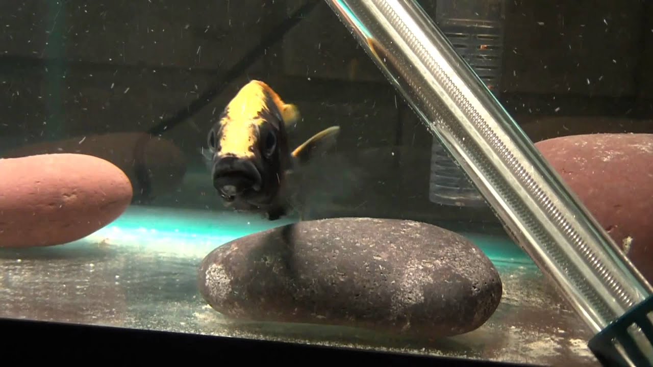 yellow blaze