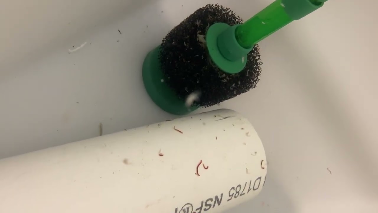 Little Orphaned Eels