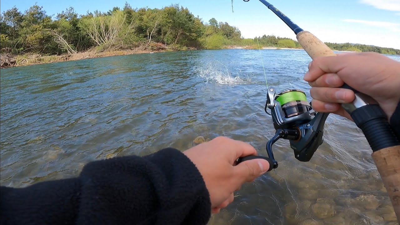 PIQUE FALLIDO SALMÓN CHINOOK TEMPORADA 2022-2023