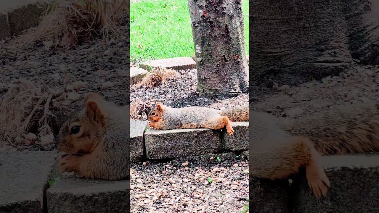 Dinker Dinker is my Lazy Squirrel ❤️ #squirrel #squirrels #michigan #wildlife #nature #conservation