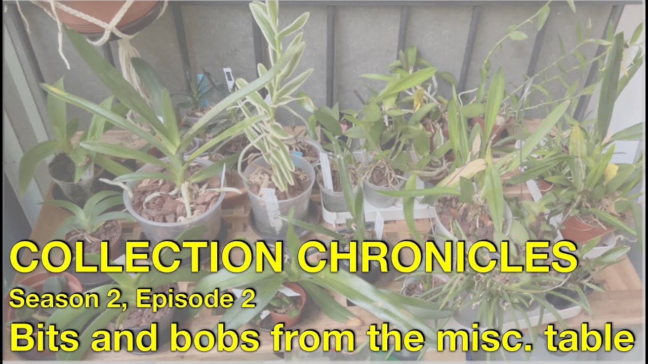 Collection Chronicles | Szn 2 Ep 2 | The Randos | Angraecum, Cattleyas, Dimorphorchis