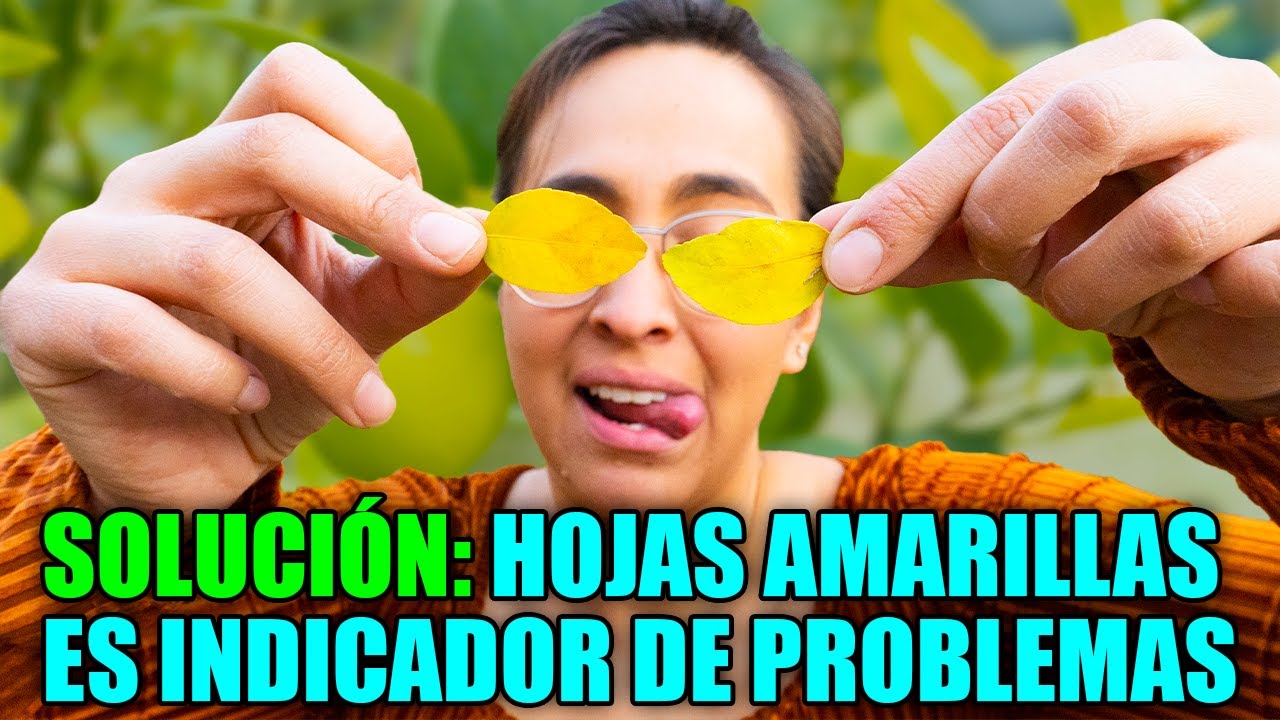 🍋 ¿Por qué las HOJAS de tu LIMONERO están AMARILLAS? 🍂 5 SOLUCIONES