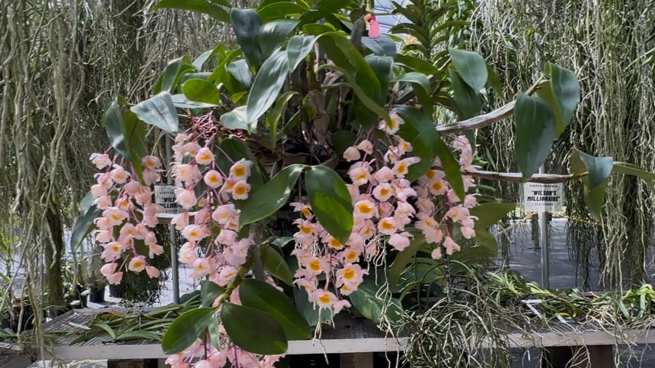 День открытых дверей Palmer Orchids весной 2026 года