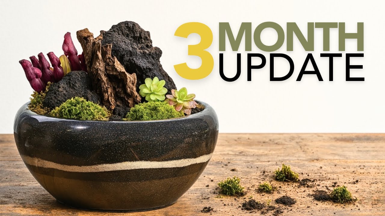 Спасите это 3-месячное плотоядное растение из болотной чаши.